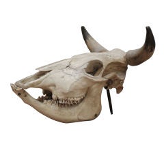 A 19th century Bull's Skull