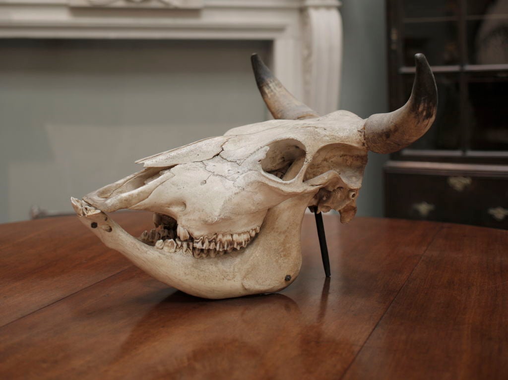 A 19th century Bull's Skull