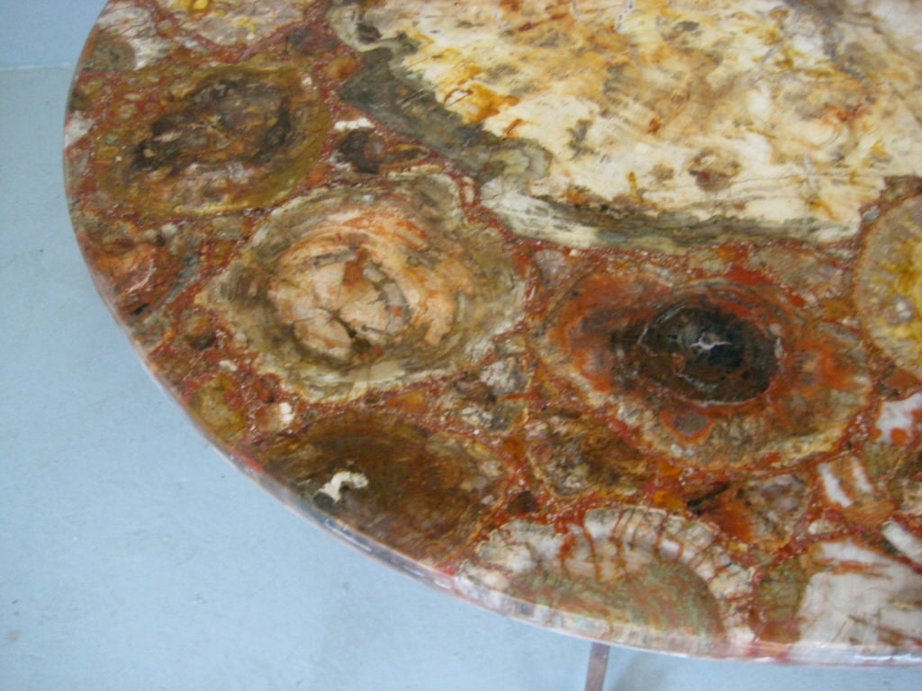 Petrified Wood Table 5