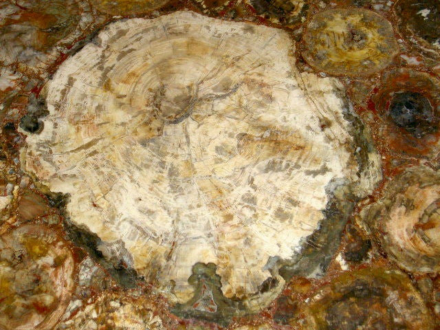 Petrified Wood Table 6