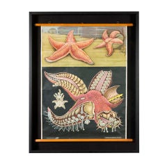Framed Starfish Teaching Scroll