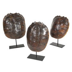 Turtle Shell on Stand