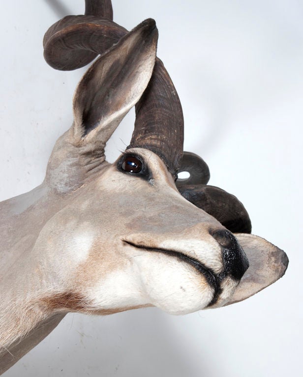 African Wall Mounted Kudu Head