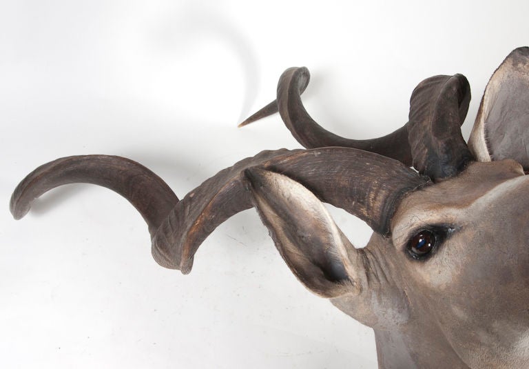 The Kudu is incredibly striking and handsome. He would look marvelous over a fire place or simply positioned on his own.