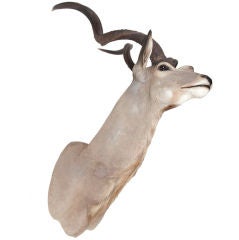 Wall Mounted Kudu Head