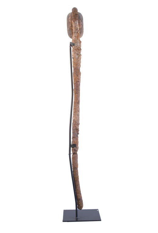Dead Eye, From a Collection of Eight