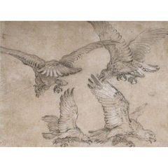Antique Study of Eagles by Jean-Baptiste Oudry