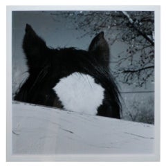 Large Photograph of Horse by Miguel Flores-Vianna 12