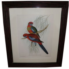 Set of Six Prints of Exotic Birds