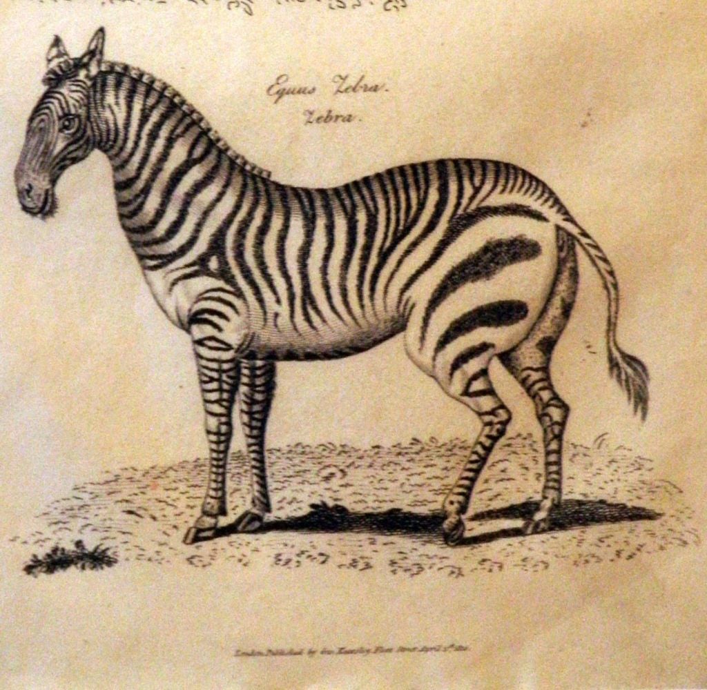 19th Century Engraving of Zebras. Framed and matted.