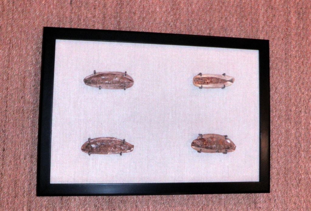 Ancient fish fossils framed and mounted on linen.  Price is per frame.