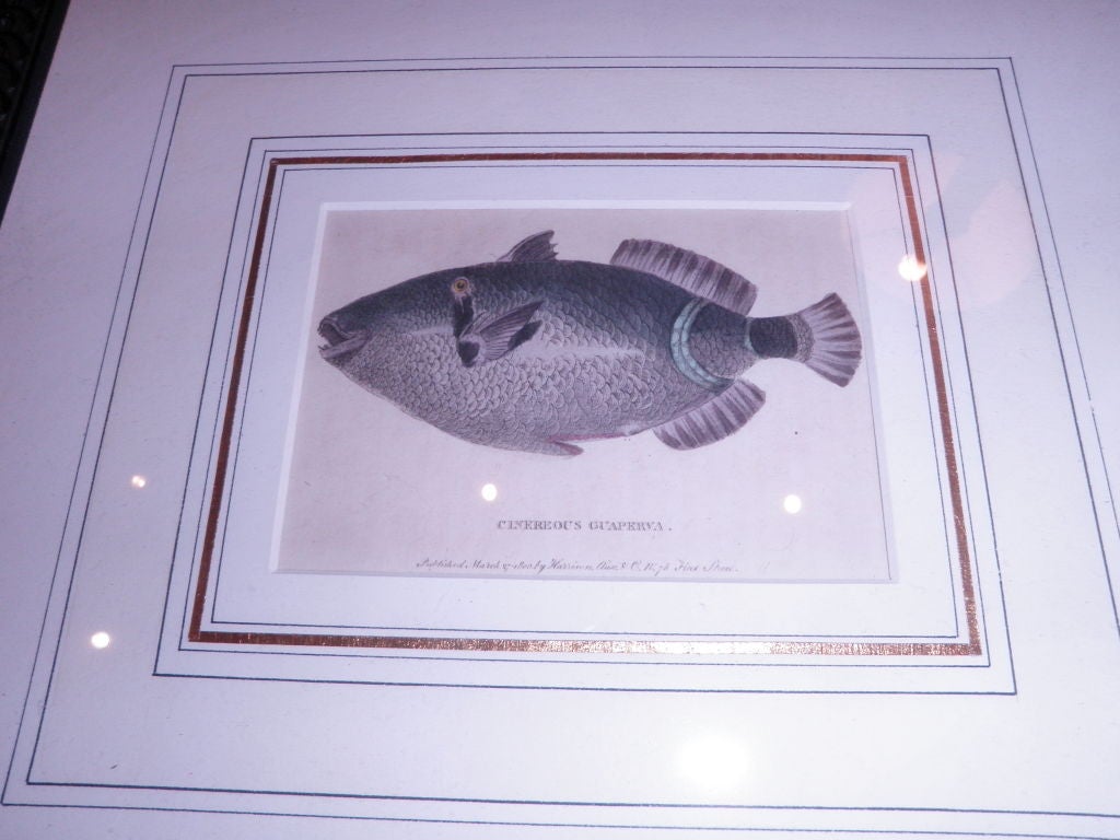 Original Hand Colored Copper Plate Etchings of Animals