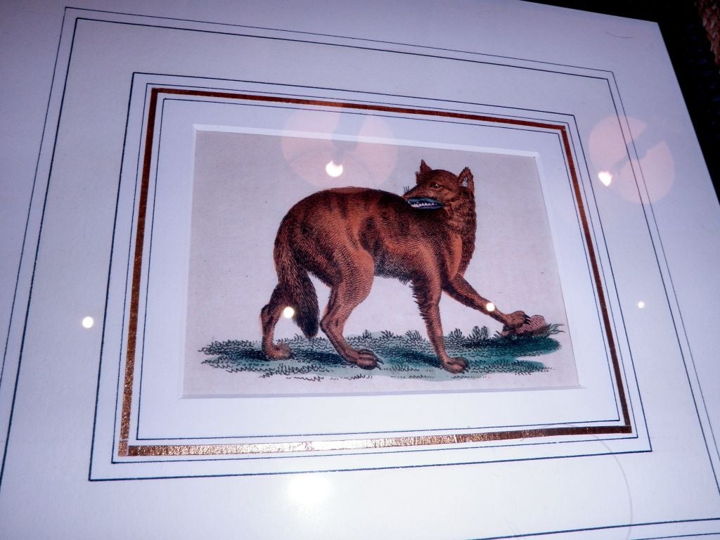 English Original Hand Colored Copper Plate Etchings of Animals For Sale