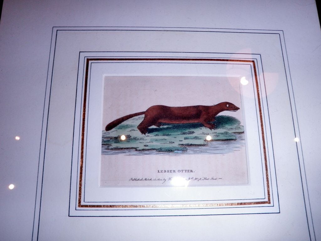 19th Century Original Hand Colored Copper Plate Etchings of Animals For Sale