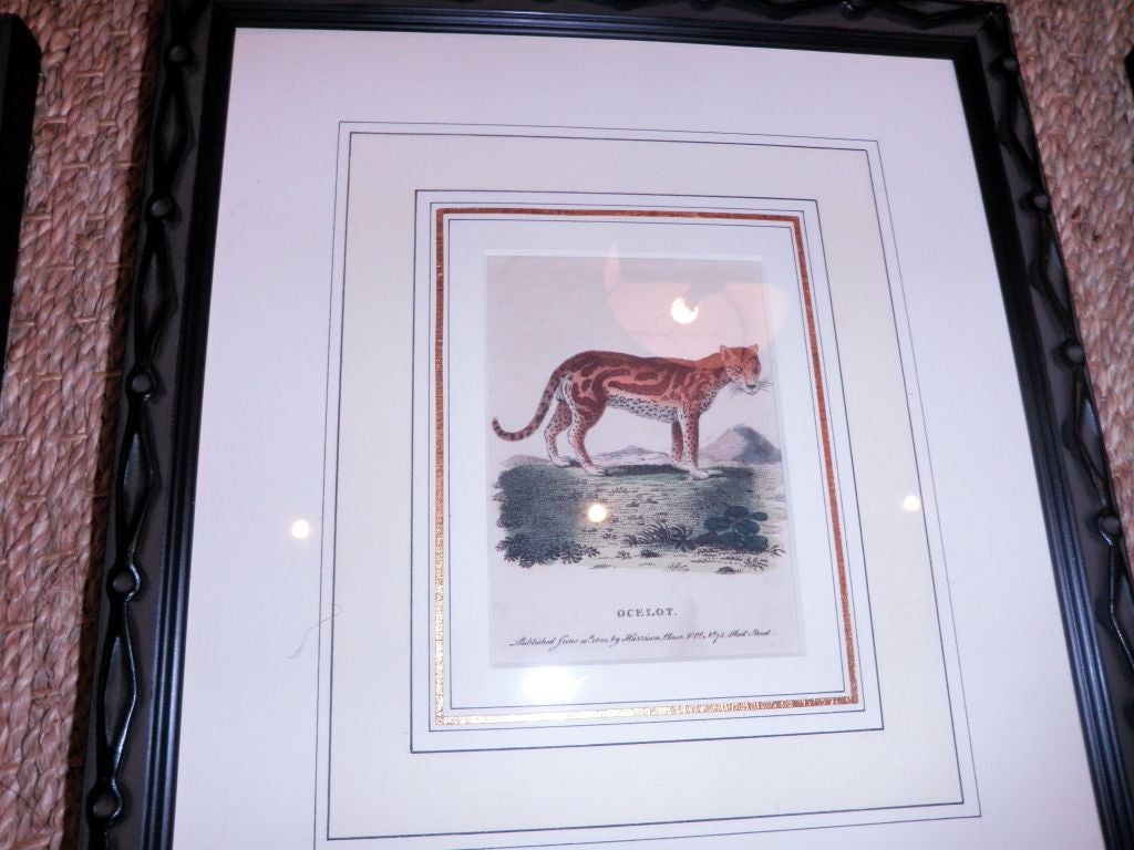 Wood Original Hand Colored Copper Plate Etchings of Animals For Sale