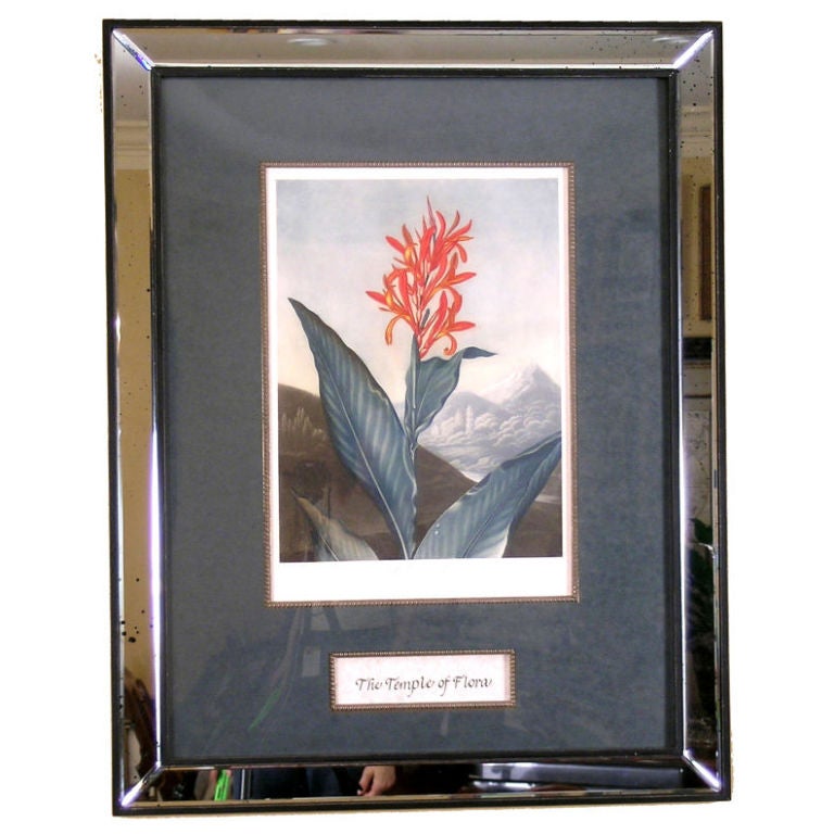 Botanical:  Indian Reed For Sale