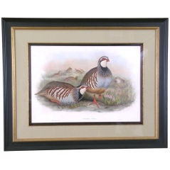 Quail "Cuccabis Rubin" Antique Quail "Cuccabis Rubin"