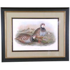 Quail "Cuccabis Rubin"