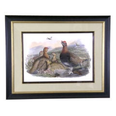 Grouse "Lagopus Scoticus" Antique Grouse "Lagopus Scoticus"