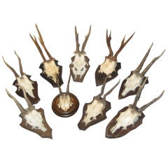 Vintage Mounted Antlers