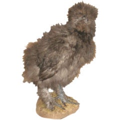 Taxidermy "Silky" Chicken Sculpture