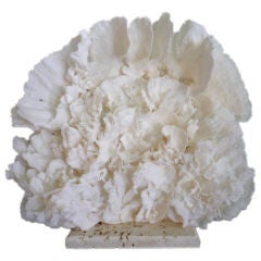 Large and Impressive Merulina Coral Centerpiece