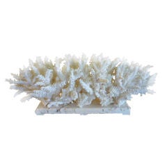 Long and Low Branch Coral Centerpiece