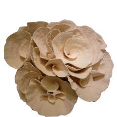 Very Large Cup Coral Centerpiece