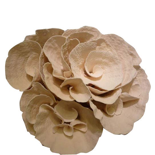 Very Large Cup Coral Centerpiece