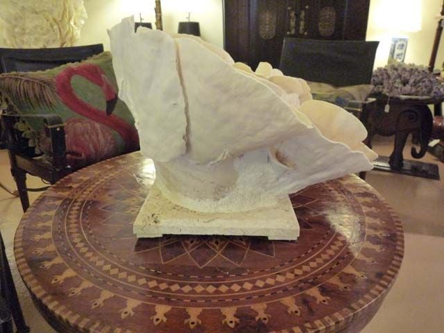 Contemporary Very Large Cup Coral Centerpiece