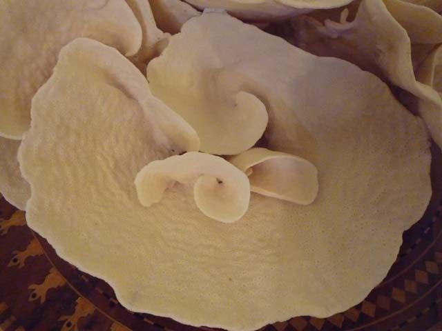Very Large Cup Coral Centerpiece 1