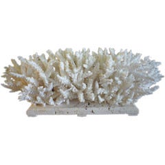Branch Coral Centerpiece on Coquina Stone
