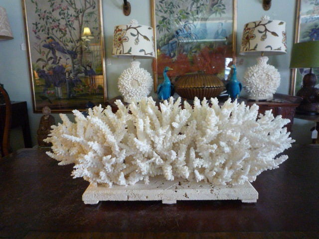 Branch Coral Centerpiece on Coquina Stone