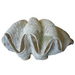 Large Clam Shell with a Great Organic Surface, Mounted on Feet