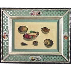 A Set of Four Chinese Watercolours of Sea shells.
