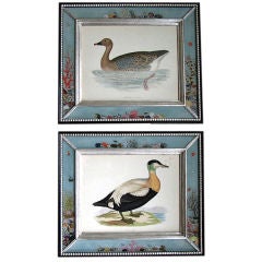 Marvelous set of Ten Hand Colored Engravings of Water Fowl