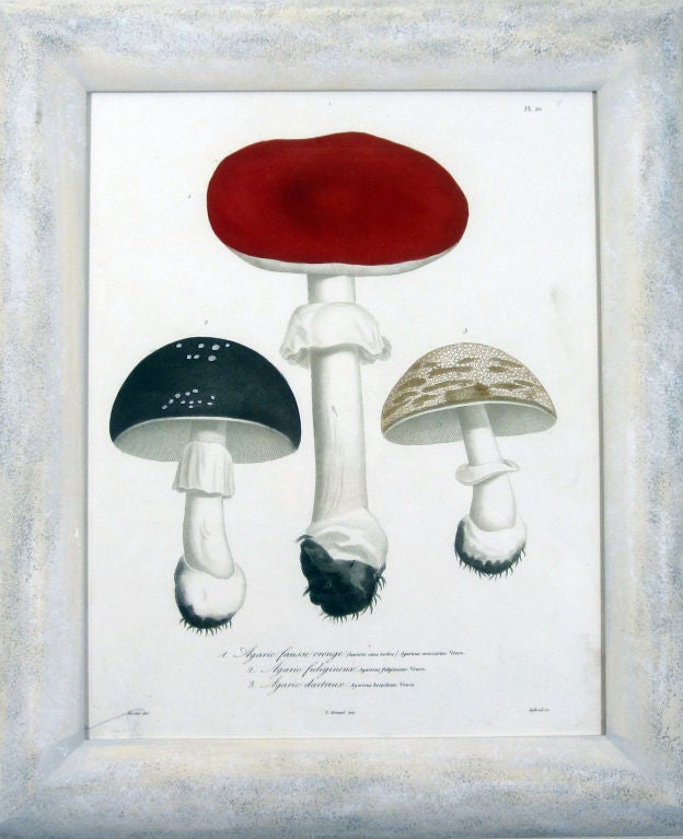 A Set of Four French Stipple Engravings of Mushrooms
