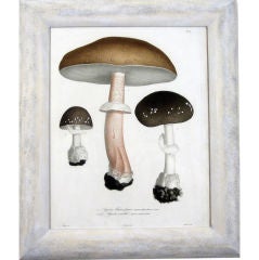 A Set of Four French Stipple Engravings of Mushrooms