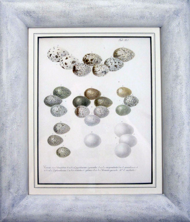 A Set of Six Hand finished  Lithographs of Birds Egg