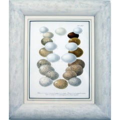 A Set of Six Hand finished  Lithographs of Birds Egg