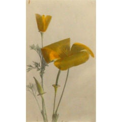 Hand Painted Photograph of a California Poppy