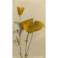 Antique Hand Painted Photograph of a California Poppy