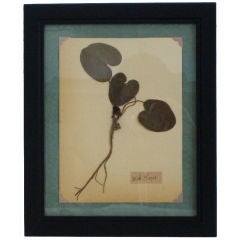 Turn of the Century European Botanical Specimen Collection