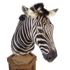 Zebra Head