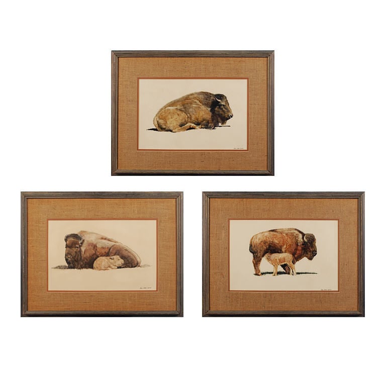 Collection of Original Buffalo Paintings signed by the Artist