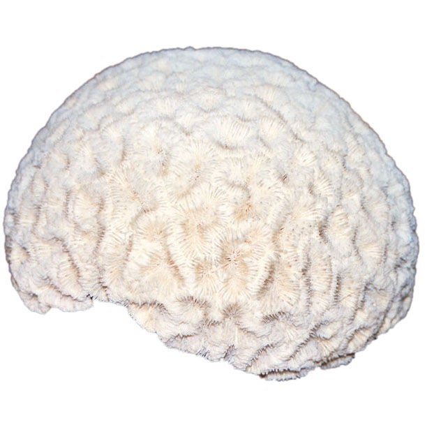 BRAIN CORAL For Sale
