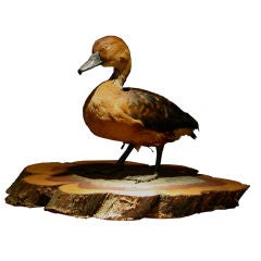 Amber Colored Duck Perched Cedar Plank