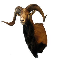 Iranian Mouflon Ram
