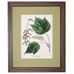 THE FIRST SYLVA OF NORTH AMERICA