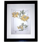 Vintage ART NOUVEAU  BOTANICAL PRINT